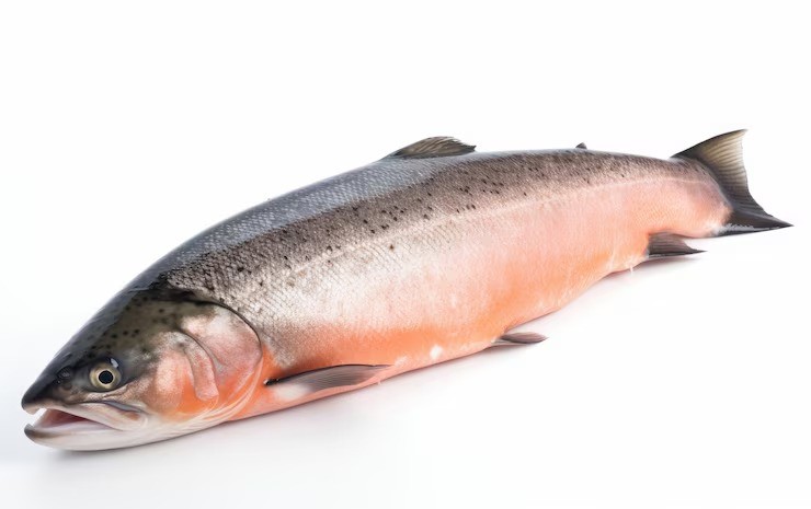 ikan protein tinggi, ikan terbaik untuk ibu hamil, jenis ikan kaya omega-3, manfaat ikan kembung, ikan sehat untuk anak, protein hewani untuk MPASI